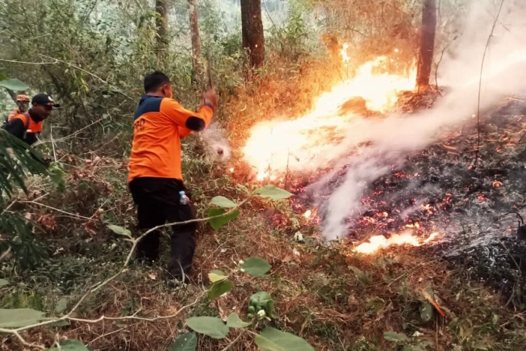 Kebakaran Di Gunung Lawu Hanguskan 30 Hektar Lahan | ProPublika