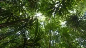 Pemandangan salah satu sudut Hutan Lindung Sungai Wain di Balikpapan. (Foto: sungaiwain.org)