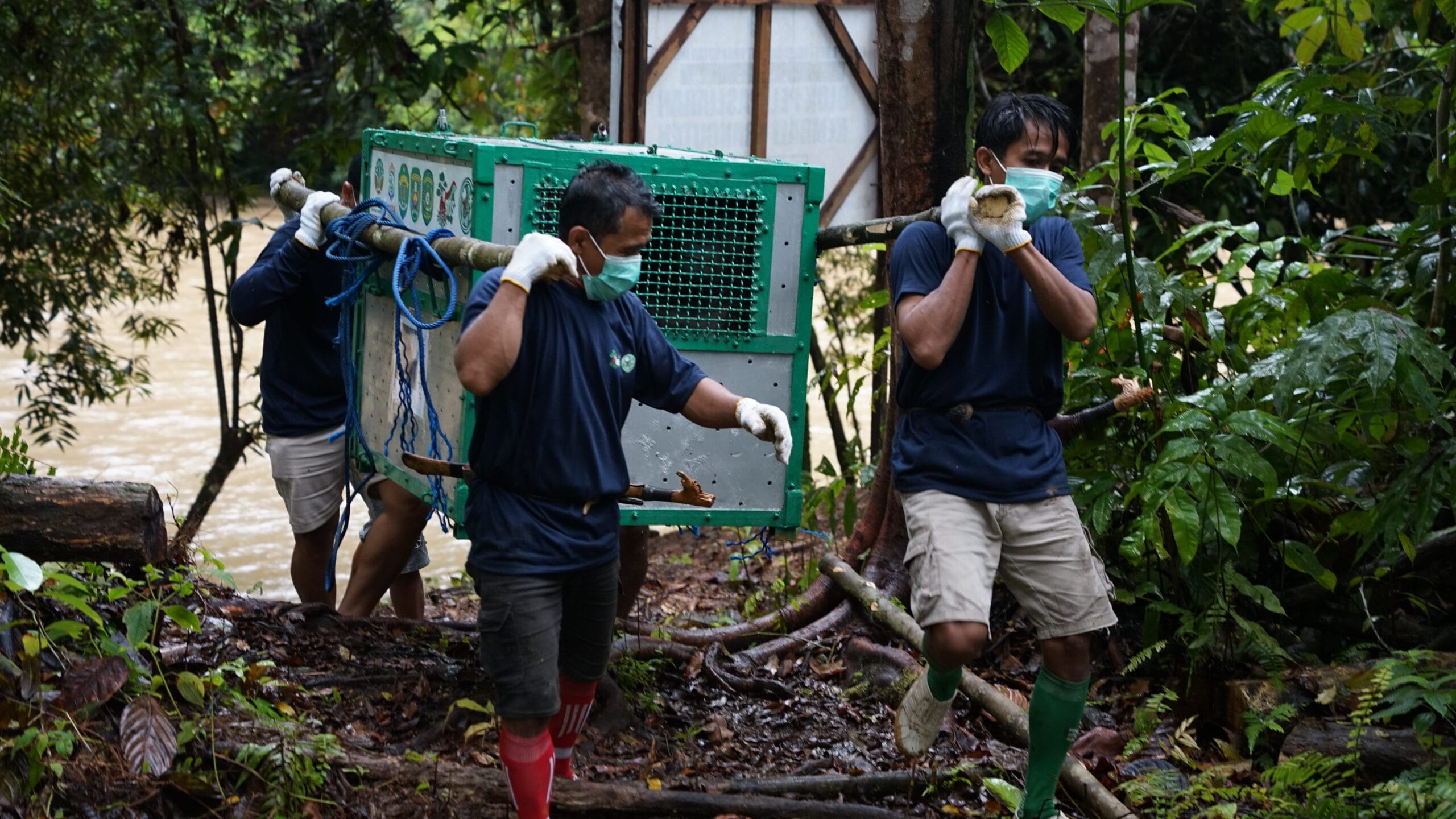 Kotak berisi orangutan dibawa sebelum dilepasliarkan di Hutan Kehje Sewen di Kutai Timur, Kalimantan Timur, 22 April 2025. (Foto: Yayasan BOS)