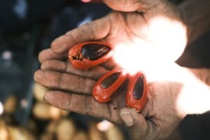 Petani Pala di Kabupaten Fak Fak, Papua Barat, menunjukkan pala hasil panennya pada 24 Maret 2021. (Foto: Kaleka)