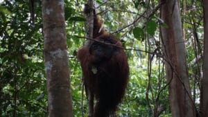 Orangutan bergelantungan setelah dilepasliarkan di Hutan Kehje Sewen di Kutai Timur, Kalimantan Timur. (Foto: Yayasan BOS)