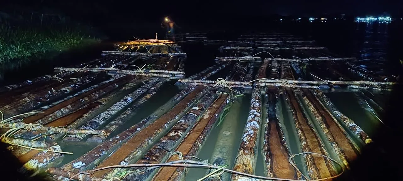 Aparat Gakkum Kehutanan Wilayah Kalimantan mengamankan barang bukti sekitar 600 batang kayu bulat ilegal yang dirakit di perairan Sungai Pawan, Ketapang, Kalbar Sabtu (17/1/2026). Temuan ini berkembang pada penemuan 1.500 batang kayu tambahan di kawasan hutan produksi Desa Ulak Medang yang siap didistribusikan.