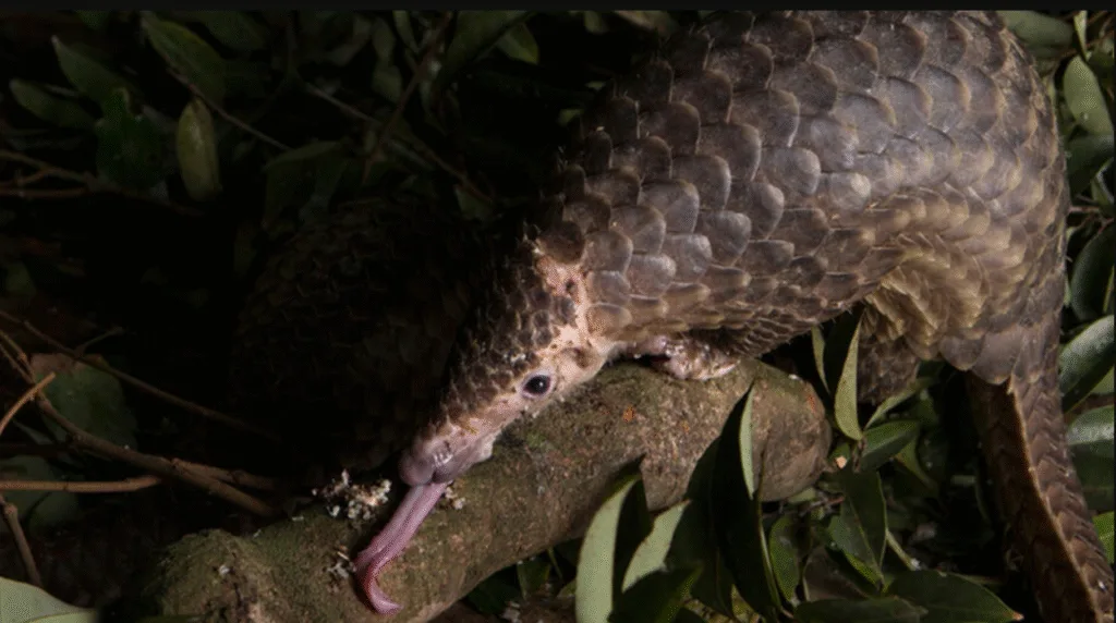 Mamalia trenggiling atau Manis javanica