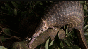 Mamalia trenggiling atau Manis javanica