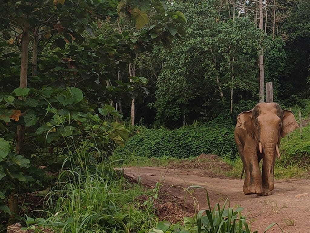 Gajah Borneo (Elephas maximus borneensis) yang hidup di Pulau Kalimantan. (Foto: WWF)