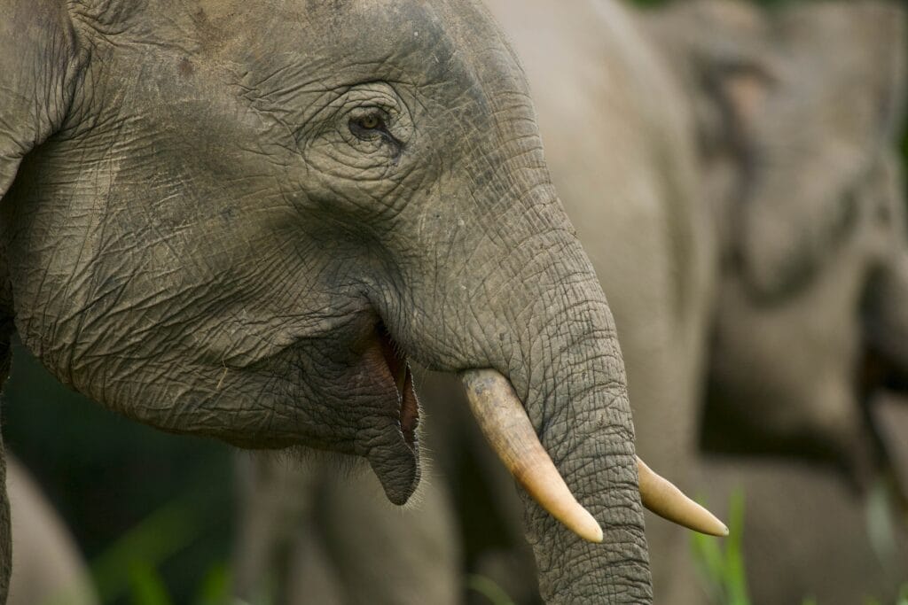 Gajah Borneo (Elephas maximus borneensis) yang hidup di Pulau Kalimantan. (Foto: WWF)