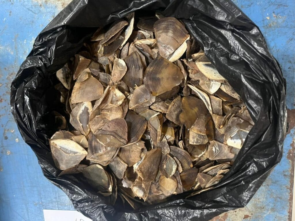 Balai Gakkum Kehutanan Wilayah Kalimantan menetapkan seorang tersangka penjual sisik Trenggiling di Kabupaten Sintang, Kalimantan Barat, pada Maret 2026. (Foto Balai Gakkum Wil Kalimantan)