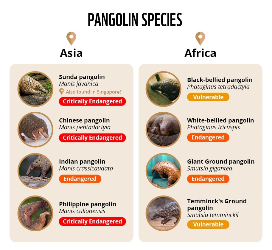 Infografis status trenggiling di dunia. (WWF)