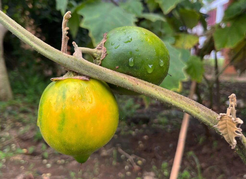 Solanum kalimantanense, Spesies Baru Terong Berduri asal Kalimantan
