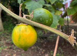 Solanum kalimantanense, Spesies Baru Terong Berduri asal Kalimantan