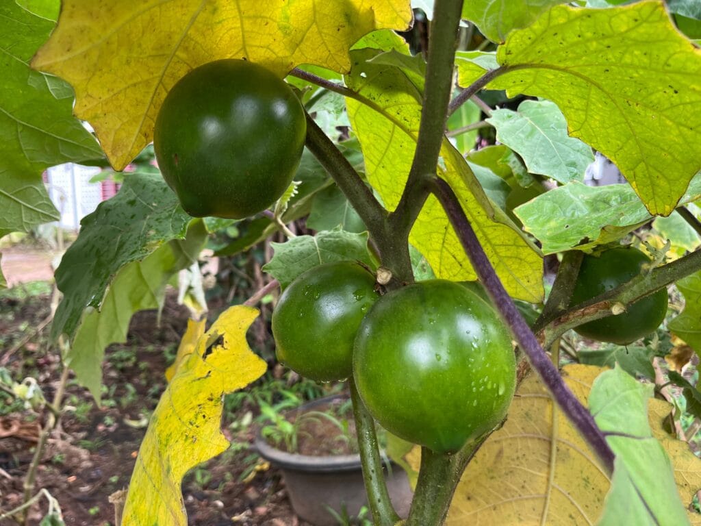 Solanum kalimantanense, spesies baru terong berduri asal Kalimantan. Masyarakat menyebutnya terong asam atau terong dayak. (Foto: BRIN)