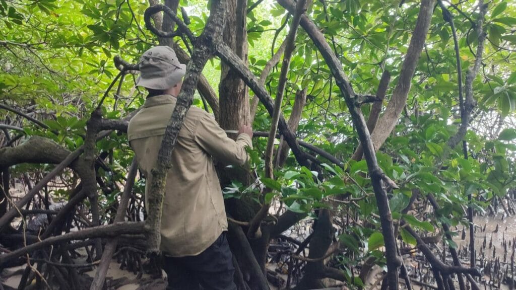 Peneliti dari BRIN dan UGM berhasil mengidentifikasi populasi mangrove langka Camptostemon philippinensis di Teluk Balikpapan, Kalimantan Timur. Penemuan ini menjadi langkah penting dalam upaya konservasi biodiversitas pesisir Indonesia.