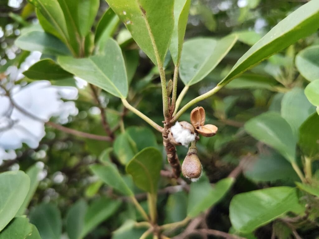 Mangrove langka Camptostemon philippinensis yang ditemukan tim peneliti BRIN dan UGM di kawasan Teluk Balikpapan, Kalimantan Timur. Spesies ini masuk dalam kategori terancam punah menurut daftar merah IUCN.