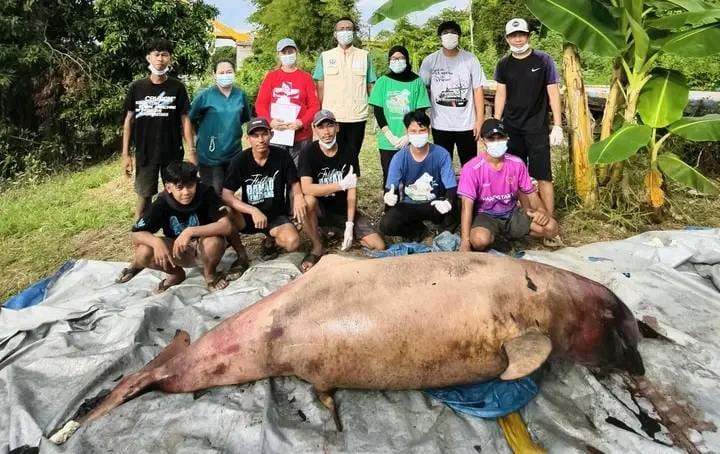 Tim gabungan mengidentifikasi pesut mahakam (Orcaella brevirostris) jantan yang mati di perairan Sungai Mahakam di Kutai Kartanegara, Kalimantan Timur, Selasa (5/5/2026). (Foto: Yayasan Konservasi RASI)